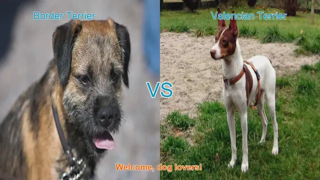 Video thumbnail for Border Terrier vs. Valencian Terrier: A Comprehensive Comparison