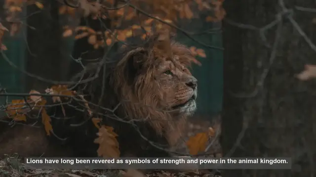 Video thumbnail for Top 10 Strongest Lion Populations: From Asiatic to Kruger