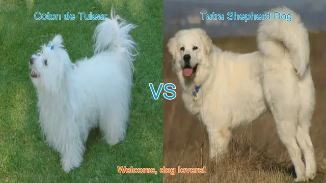 Video thumbnail for Coton de Tulear vs. Tatra Shepherd Dog: A Comparison of Two Beautiful Long-Hair Breeds
