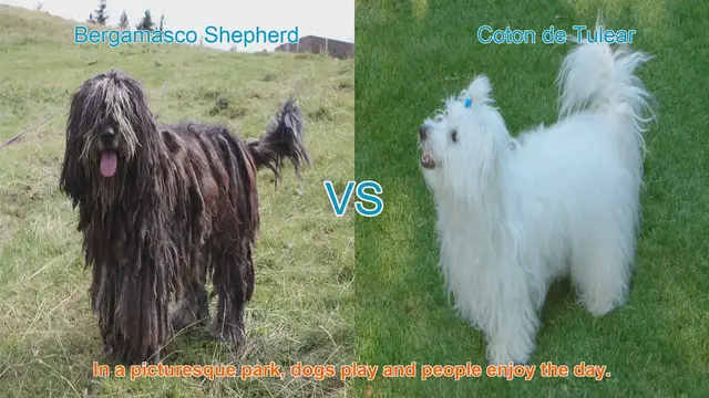 Video thumbnail for Bergamasco Shepherd vs. Coton de Tulear: A Comparison of Long-Haired Dog Breeds