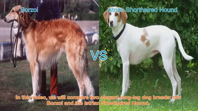 Video thumbnail for Borzoi vs. Istrian Shorthaired Hound: A Breed Comparison Guide
