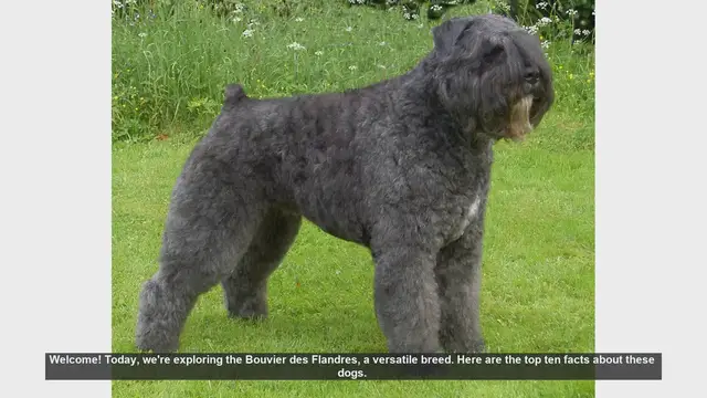 Video thumbnail for Top 10 Facts About the Bouvier des Flandres