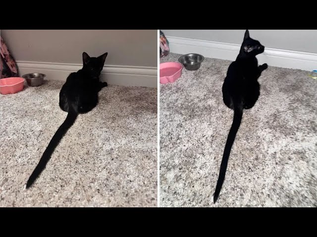 Video thumbnail for Owner Shocked by 6 Month Old Cat’s Tail—Shares Photo To Prove It
