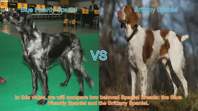 Video thumbnail for Blue Picardy Spaniel vs. Brittany Spaniel: A Breed Comparison Guide