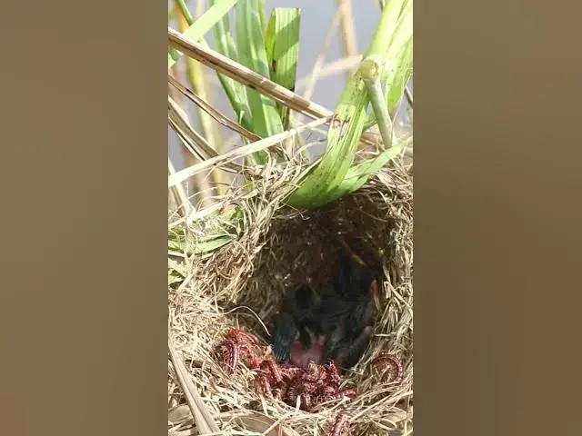 Video thumbnail for Amazing babies Cries Bird #birds #birdfeed #bird #birdceat #birdcath #birdwild #wildlife #birdslover