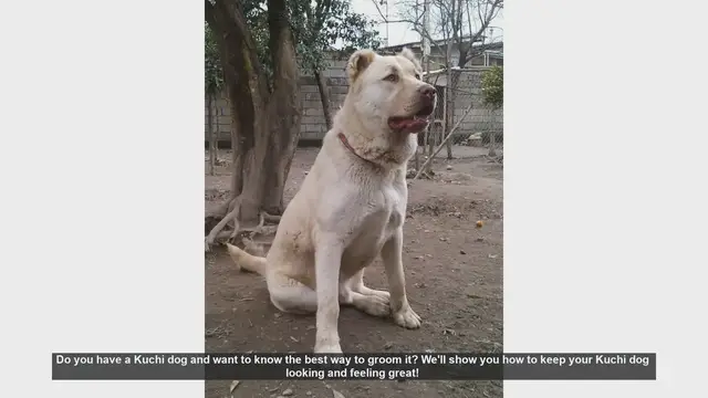Video thumbnail for How to Groom Your Kuchi Dog: Essential Tips for a Happy and Healthy Pet