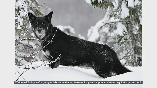 Video thumbnail for Top 10 Toys for Your Lapponian Herder Dog