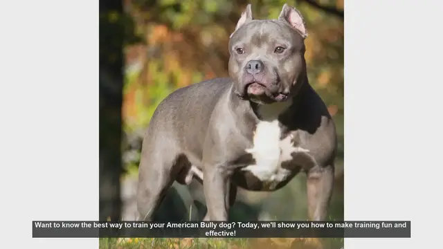Video thumbnail for Effective and Fun Training Tips for Your American Bully Dog