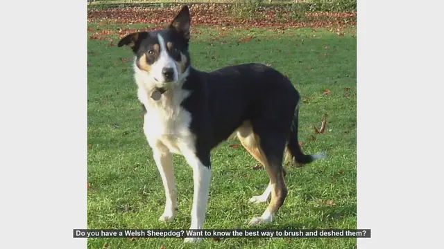 Video thumbnail for How to Brush and Deshed Your Welsh Sheepdog: A Step-by-Step Guide