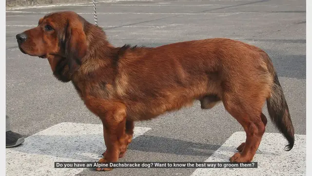 Video thumbnail for How to Groom Your Alpine Dachsbracke: A Complete Guide