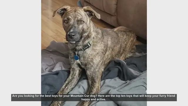 Video thumbnail for Top 10 Toys to Keep Your Mountain Cur Dog Happy and Active