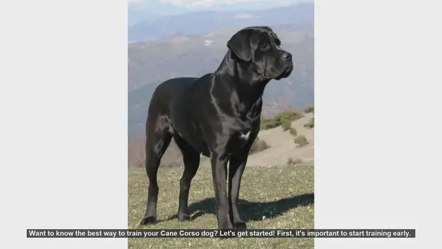 Video thumbnail for Ultimate Guide to Training Your Cane Corso Puppy