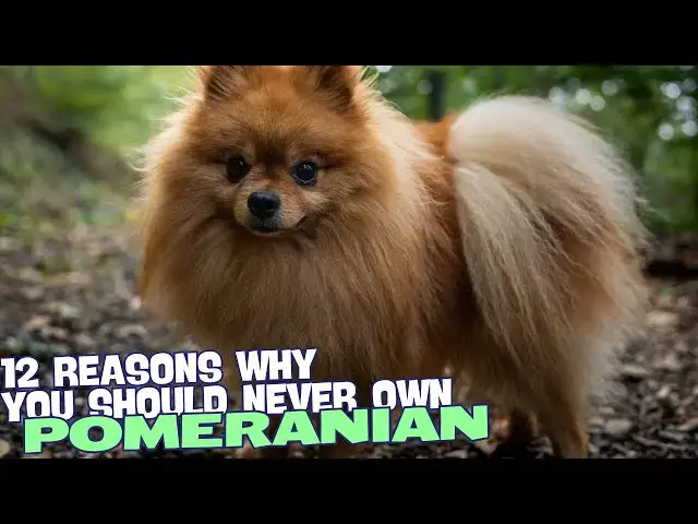 Video thumbnail for 12 Reasons Why You Should NEVER Own a Pomeranian! 😱🐕