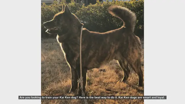 Video thumbnail for Effective Training Tips for Your Kai Ken Dog