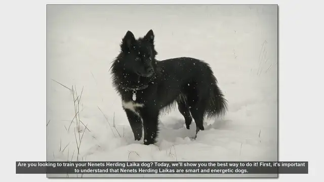 Video thumbnail for How to Train Your Nenets Herding Laika: Tips for Success