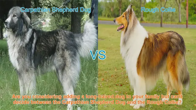 Video thumbnail for Carpathian Shepherd Dog vs. Rough Collie: A Comparison Guide
