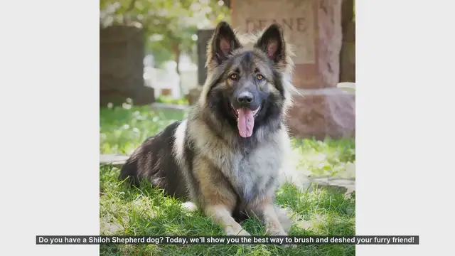 Video thumbnail for How to Brush and Deshed Your Shiloh Shepherd: Essential Tips!