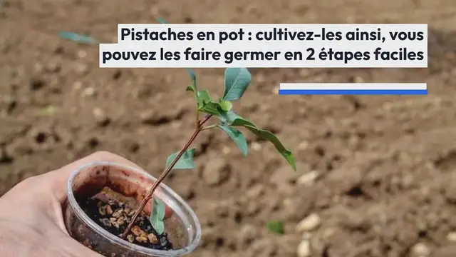 Video thumbnail for Pistaches en pot, si vous les cultivez ainsi, vous pouvez les faire germer en 2 étapes faciles | Maintenant, tout le monde essaie !