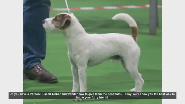 Video thumbnail for How to Bathe Your Parson Russell Terrier: Step-by-Step Guide