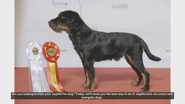 Video thumbnail for Effective Training Tips for Your Energetic Jagdterrier