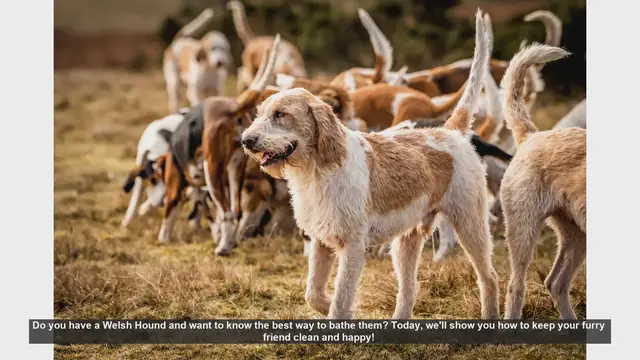 Video thumbnail for How to Bathe Your Welsh Hound: Step-by-Step Guide
