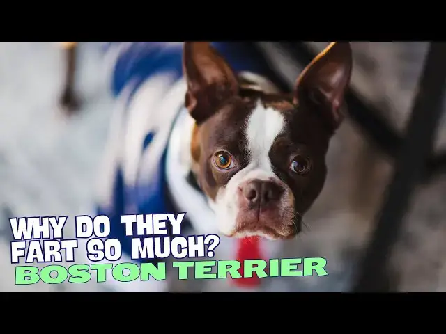Video thumbnail for Why Do Boston Terriers Fart So Much? 💨🐶