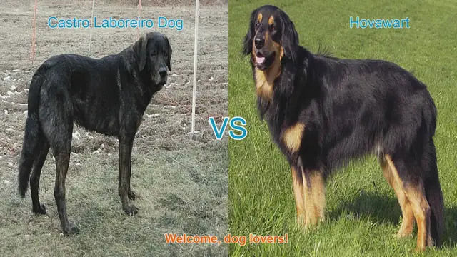 Video thumbnail for Comparing Castro Laboreiro Dog and Hovawart: A Guide for Dog Lovers