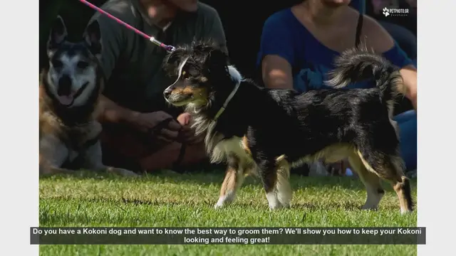 Video thumbnail for Essential Grooming Tips for Your Kokoni Dog