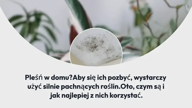 Video thumbnail for Wszystkie te pachnące rośliny zapobiegają pleśni w Twoim domu, a Ty o tym nie wiesz