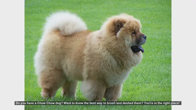 Video thumbnail for How to Brush and Deshed Your Chow Chow: Essential Tips