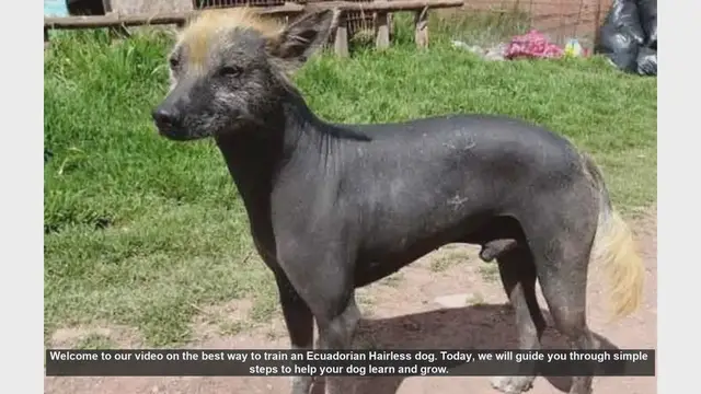 Video thumbnail for How to Train Your Ecuadorian Hairless Dog: Simple Steps for Success