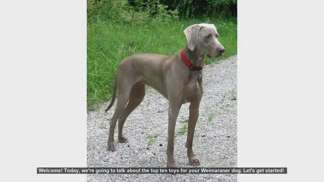 Video thumbnail for Top 10 Toys for Your Weimaraner Dog