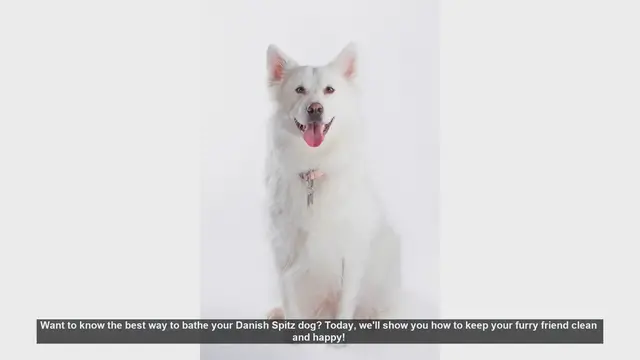 Video thumbnail for How to Bathe Your Danish Spitz: Step-by-Step Guide