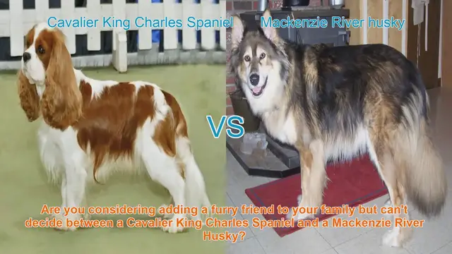 Video thumbnail for Cavalier King Charles Spaniel vs. Mackenzie River Husky: A Comprehensive Comparison