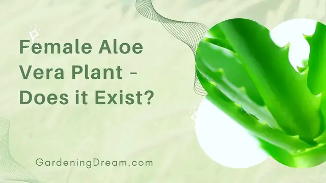 'Video thumbnail for Female Aloe Vera Plant – Does it Exist?'