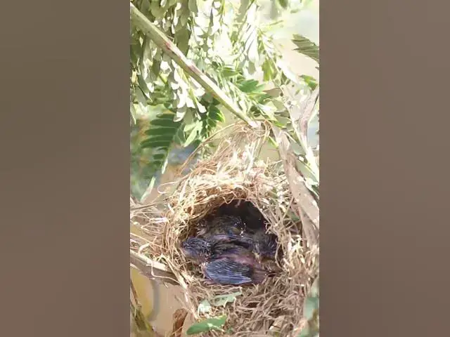 'Video thumbnail for Babies Bird Cries Feed Eat (EP-77) #birds #nature #birdfeeding #birdwatching'
