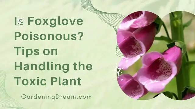 'Video thumbnail for Is Foxglove Poisonous? - Tips on Handling the Toxic Plant'