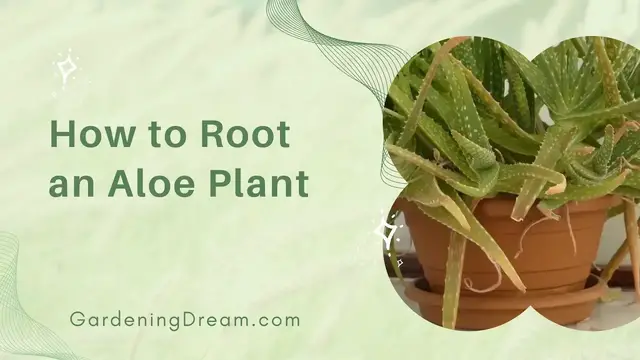 'Video thumbnail for How to Root an Aloe Plant'
