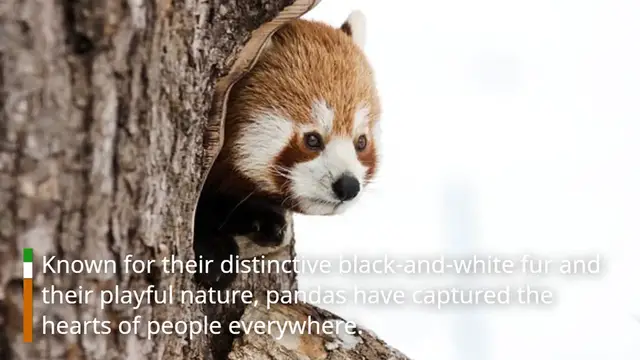 Video thumbnail for Pandas 101: Everything You Need to Know About These Adorable Bears