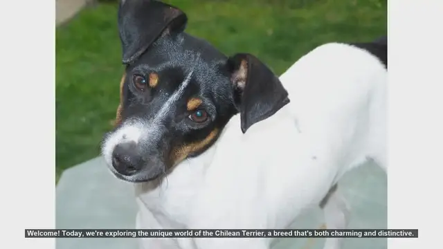 Video thumbnail for Top 10 Fascinating Facts About the Chilean Terrier