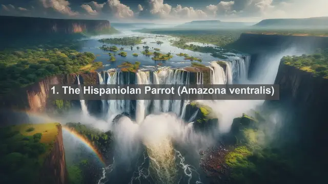 Video thumbnail for Wings of Wonder: Exploring the Top 10 Native Birds of the Dominican Republic