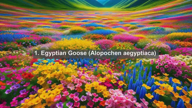 Video thumbnail for Wings of Egypt: Exploring the Top 10 Native Birds of the Nile Delta