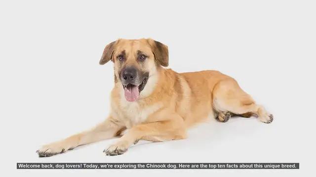 Video thumbnail for Top 10 Fascinating Facts About the Chinook Dog Breed