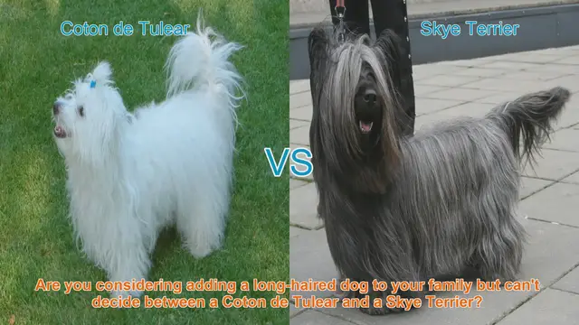 Video thumbnail for Coton de Tulear vs. Skye Terrier: A Comprehensive Breed Comparison