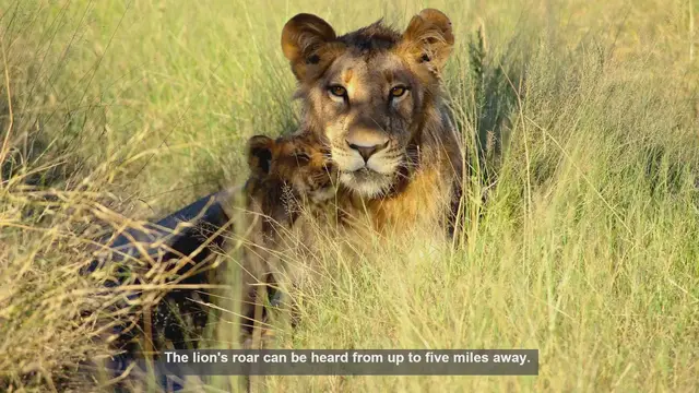 Video thumbnail for 10 Surprising Lion Facts: From Roars to Conservation