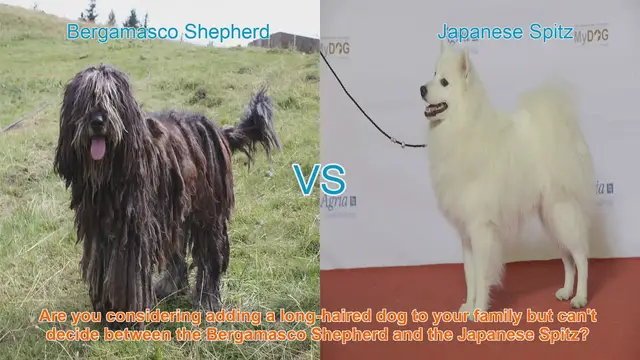 Video thumbnail for Bergamasco Shepherd vs. Japanese Spitz: Choosing the Perfect Long-Haired Dog