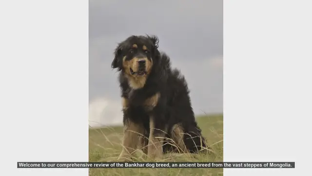 Video thumbnail for Bankhar Dog Breed Review: The Loyal Guardians of Mongolia