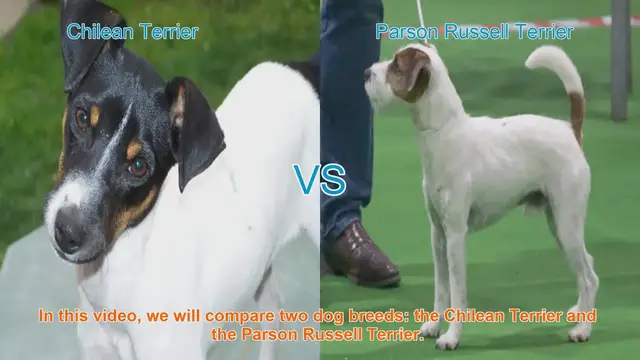 Video thumbnail for Chilean Terrier vs. Parson Russell Terrier: Breed Comparison