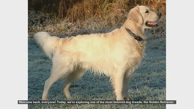 Video thumbnail for Golden Retrievers: Pros and Cons of This Beloved Breed