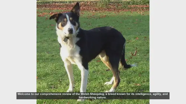 Video thumbnail for Welsh Sheepdog: The Ultimate Herding and Family Companion